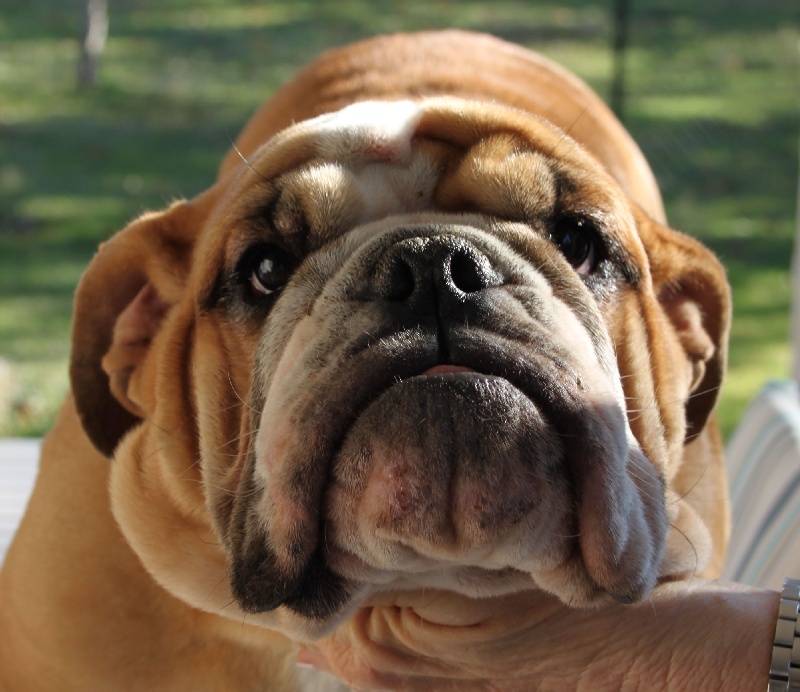 meljane bulldogs Red rose