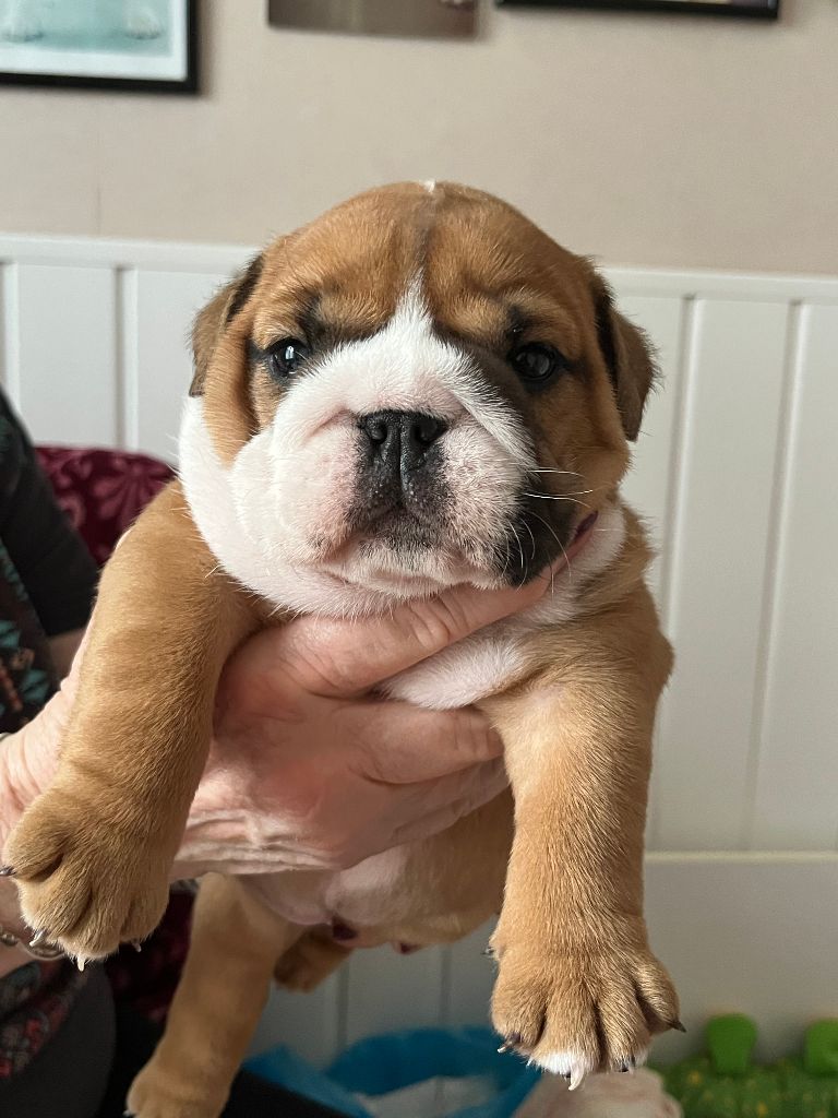 du Manoir des Jassines - Chiots disponibles - Bulldog Anglais