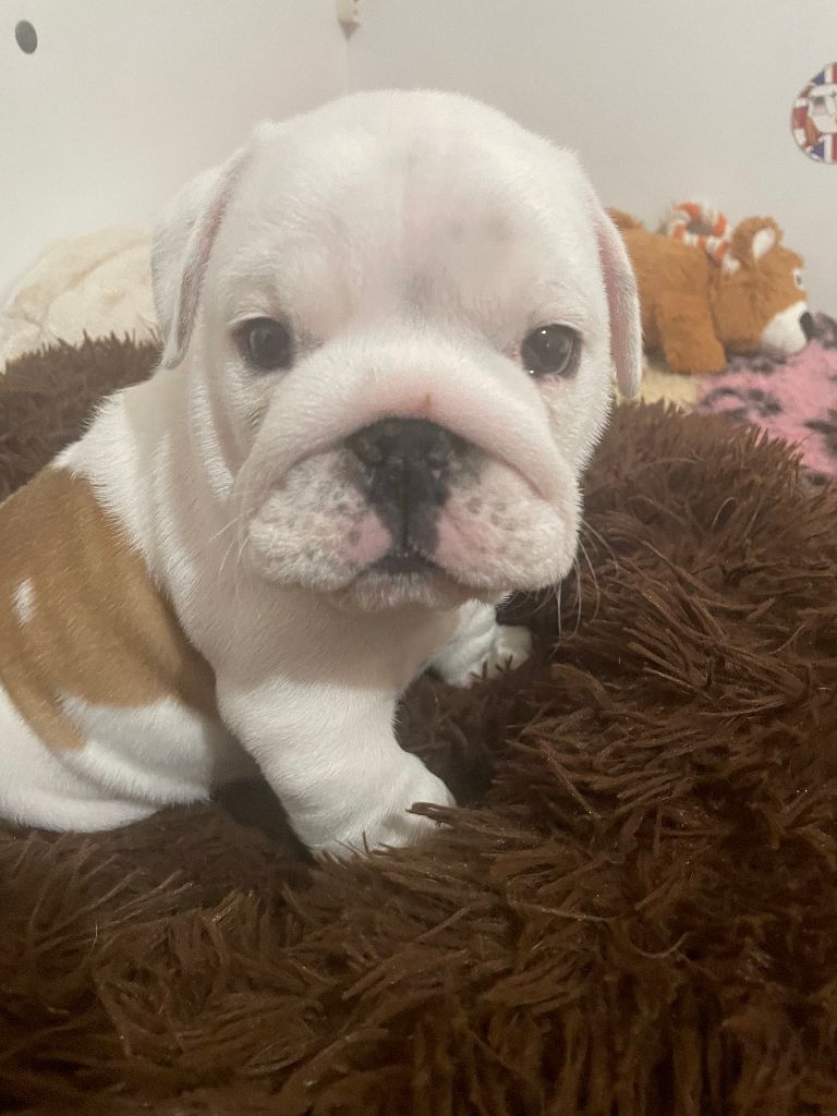 du Manoir des Jassines - Chiots disponibles - Bulldog Anglais