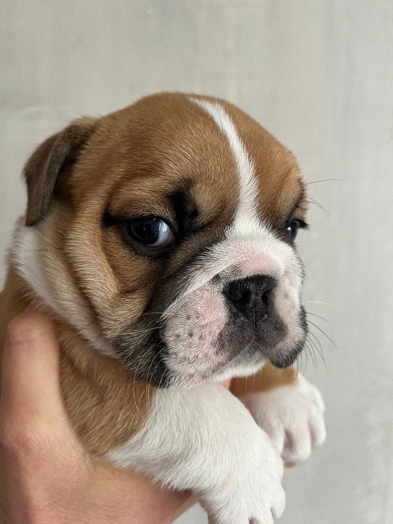 du Manoir des Jassines - Chiots disponibles - Bulldog Anglais