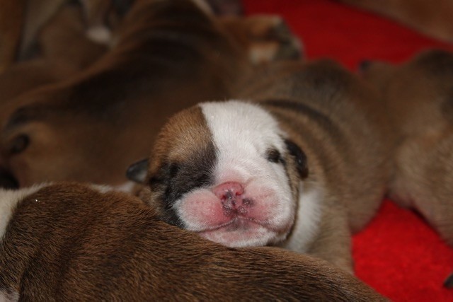 CHIOT