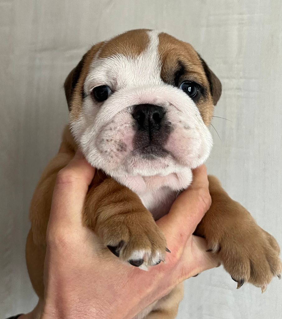 du Manoir des Jassines - Chiots disponibles - Bulldog Anglais