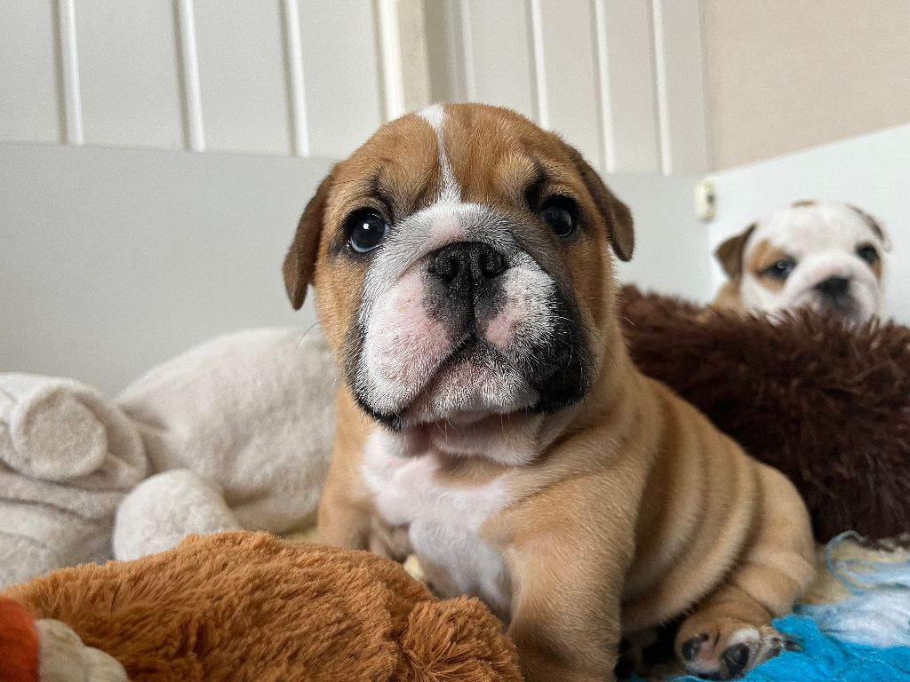 du Manoir des Jassines - Chiots disponibles - Bulldog Anglais